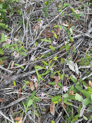 Caladenia latifolia