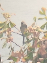 Lanius cristatus superciliosus