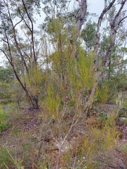Acacia juncifolia