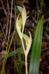 Lyperanthus serratus
