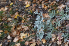 Artemisia messerschmidtiana
