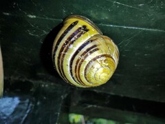Cepaea nemoralis