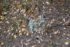 Artemisia messerschmidtiana