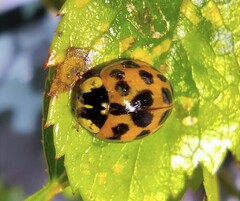 Harmonia axyridis