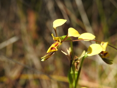 Diuris chrysantha