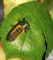 Harmonia axyridis
