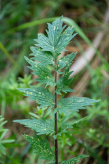 Puccinia commutata
