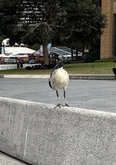 Threskiornis molucca