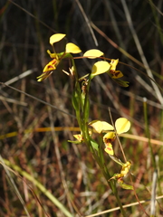 Diuris chrysantha