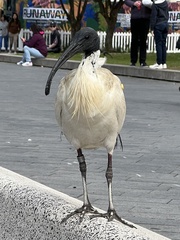 Threskiornis molucca
