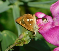 Piruna polingii
