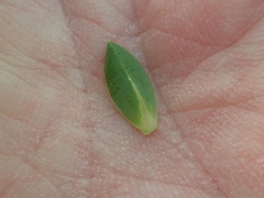 Pimelea glauca
