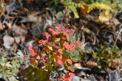 Euphorbia jenisseiensis
