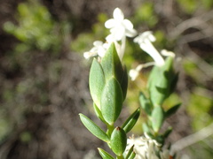 Pimelea glauca