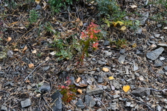Euphorbia jenisseiensis