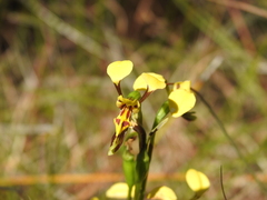 Diuris chrysantha