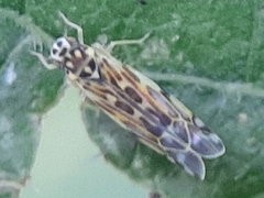 Eupteryx