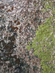 Rhizocarpon