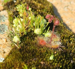 Drosera glanduligera