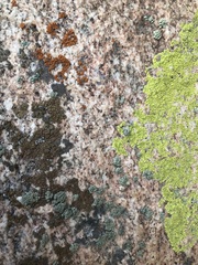 Rhizocarpon