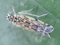 Eupteryx