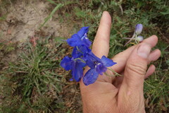 Delphinium grandiflorum
