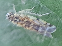 Eupteryx