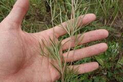 Delphinium grandiflorum