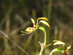 Diuris chrysantha