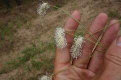 Sanguisorba tenuifolia