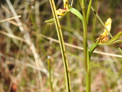 Diuris chrysantha
