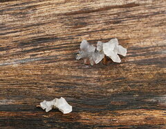 Tremella fuciformis