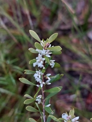 Styphelia mutica