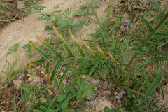 Sanguisorba tenuifolia