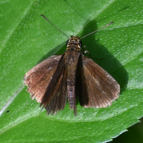 Pygmy Scrub Hopper