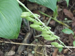 Hosta ventricosa