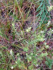 Styphelia mutica