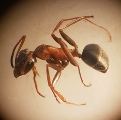 Formica rufibarbis