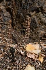 Dracocephalum nutans