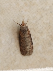 Lamoria anella