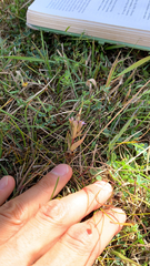 Gentianella amarella