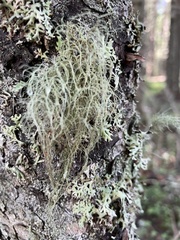Usnea dasopoga