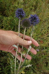 Echinops latifolius