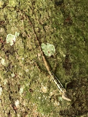 Calotes emma