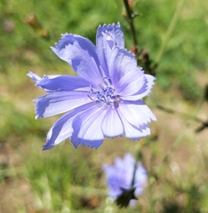 Cichorium