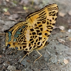 Symbrenthia niphanda