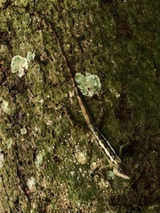 Calotes emma