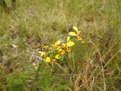 Diuris chrysantha