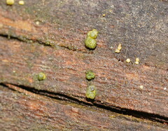 Trichoderma gelatinosum