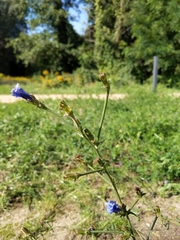 Cichorium